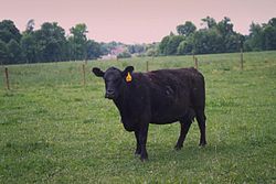 250px-Angus_cattle_10